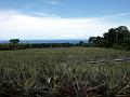 2003-04 martinique 092